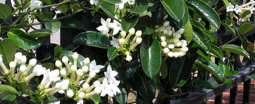 Stephanotis blomster er også kendt som Madagaskar jasminblomster for deres rige parfume