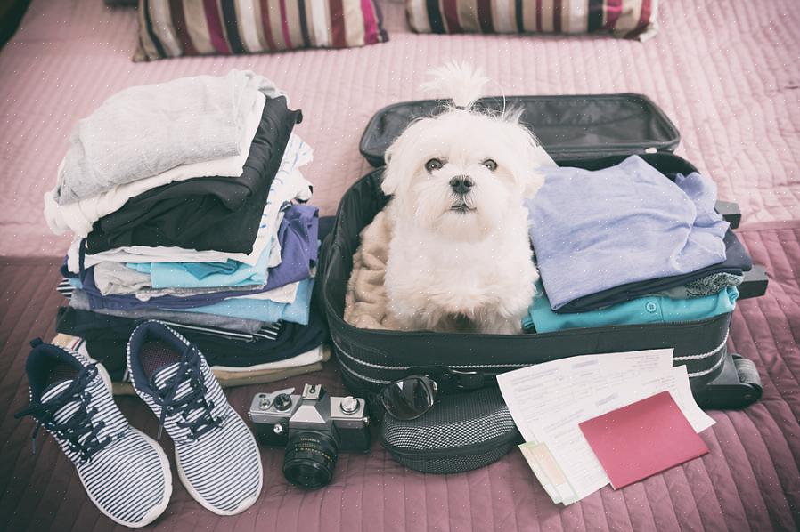 Der er bestemt fordele ved at tage din familiehund eller din elskede kat på ferie