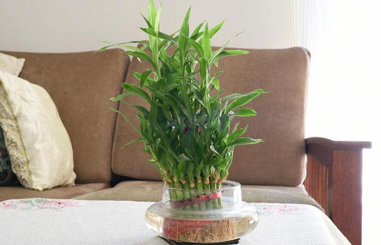 Den heldige bambusplante (som alle planter) udtrykker feng shui-træelementet