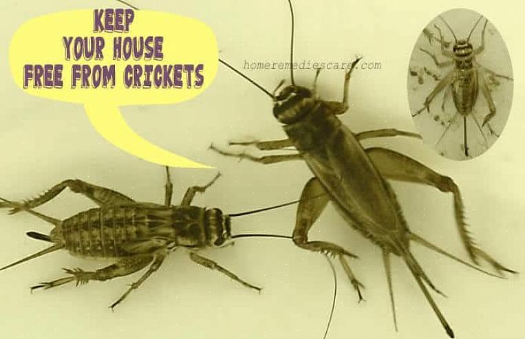 Ideen var baseret på den traditionelle kinesiske skik med at opbevare crickets i bur i hjemmet for held