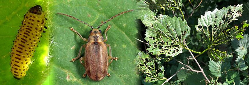 Den importerede Viburnum Leaf Beetle (VLB)