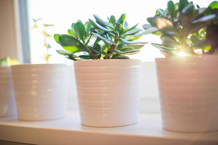 Tilføjelsen af levende grønne planter i hjemmet kan tiltrække alle disse positive kvaliteter i dit liv