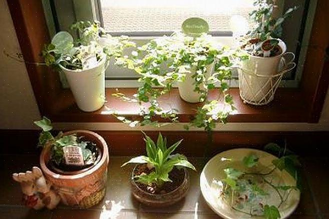 At planter er gode feng shui til soveværelset