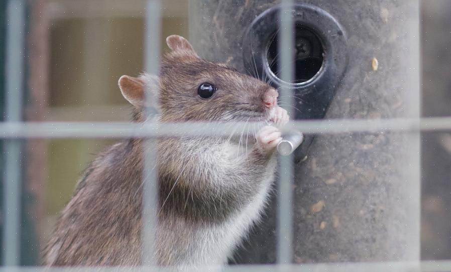 Leptospirose er forårsaget af en slægt af bakterier (Leptospira spp.)