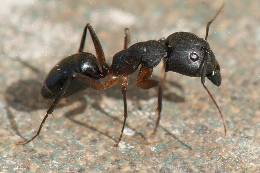 Termitter (som ikke rigtig er myrer)