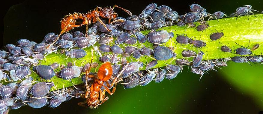 Myrer og termitter sværmer om at parre sig