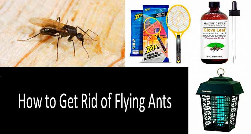Argentinske myrer og tømrermyrer