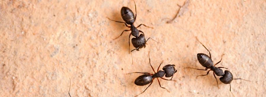 Flyvende myrer er ikke en unik art