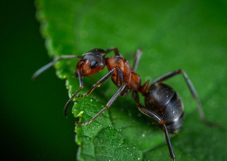 Kun reproduktive myrer har vinger