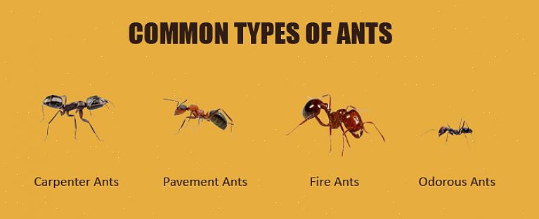 Fortovsmyren er en af de mest almindelige myrer i Europa