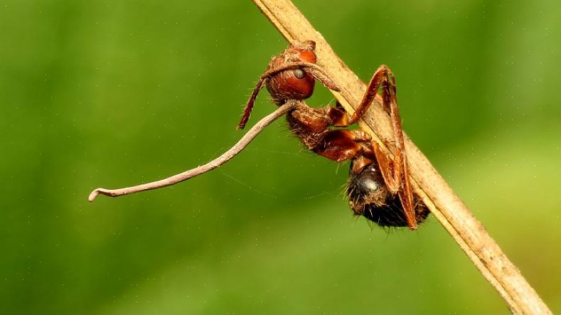 At agn er den mest effektive mulighed for kontrol med myrer