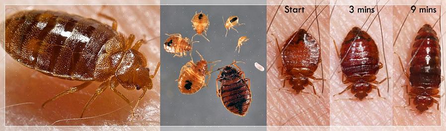 Svarende til kakerlakskontroltjeneste bruger fagfolk ofte gel agninsekticider til at kontrollere