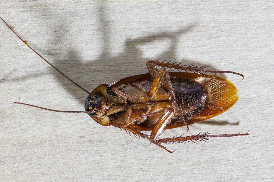 Kakerlakker er hurtige væsner - de kan løbe op til tre miles i timen