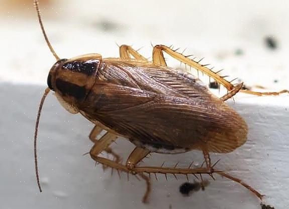 Den tyske kakerlak er en af de mest almindelige kakerlakker til at angribe hjem