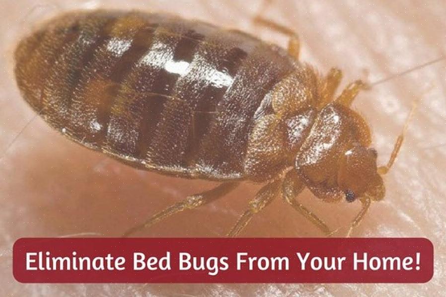 Tegn på sengebugs tilstedeværelse inkluderer levende eller døde bugs