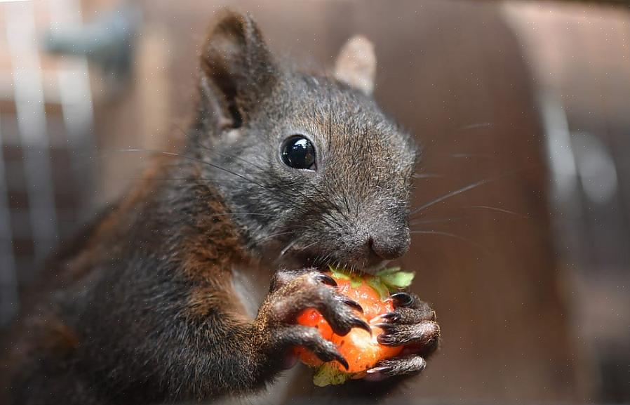 At holde egern væk fra fuglefoder er en ældgammel kamp med klogskab