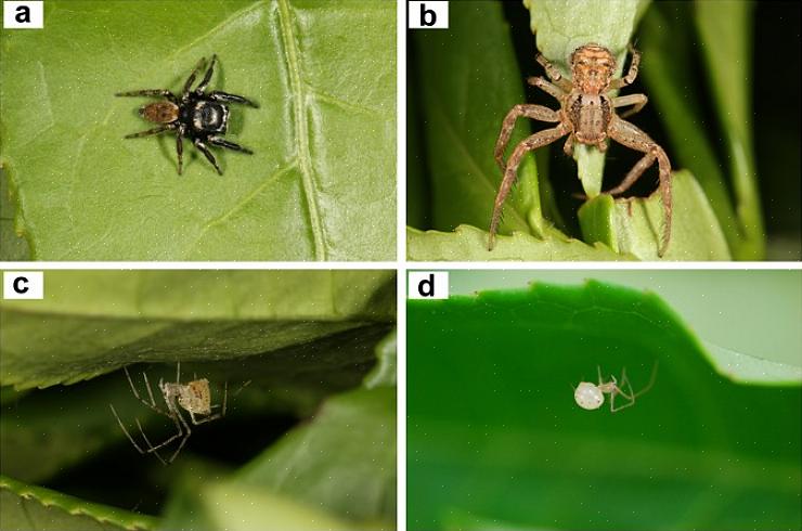 Der lever af edderkopper såvel som andre små insekter
