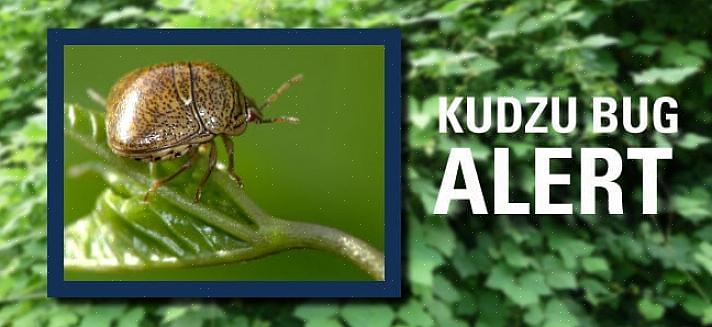 Squashbugs kan kudzu-bugten blive et meget irriterende skadedyr af hjem