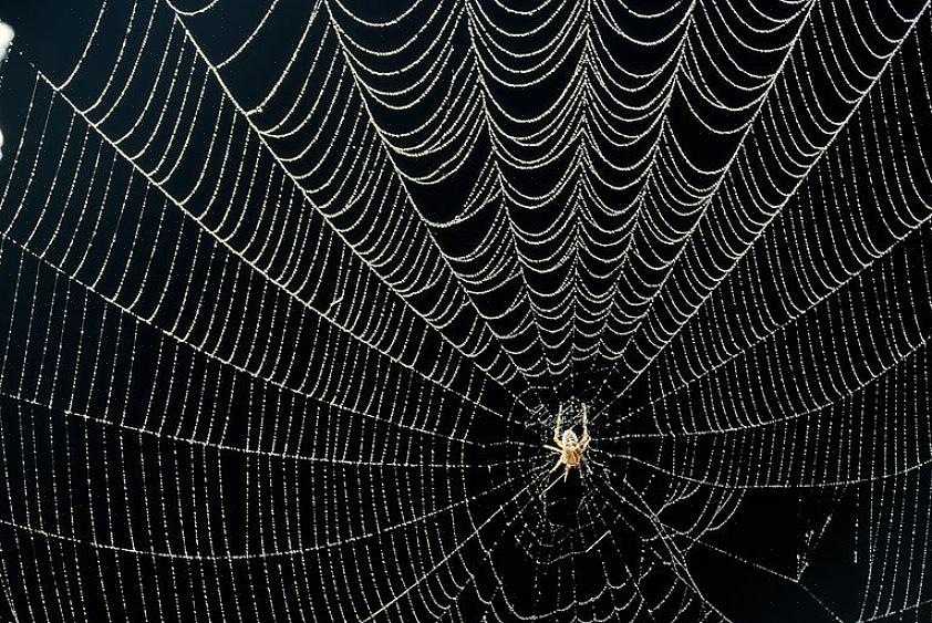 De uregelmæssige baner af husets edderkopper