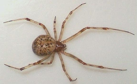 Den brune eneboer er en del af familien brun edderkop