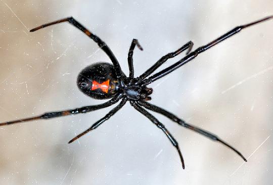 European House Spider er en kamfods edderkop