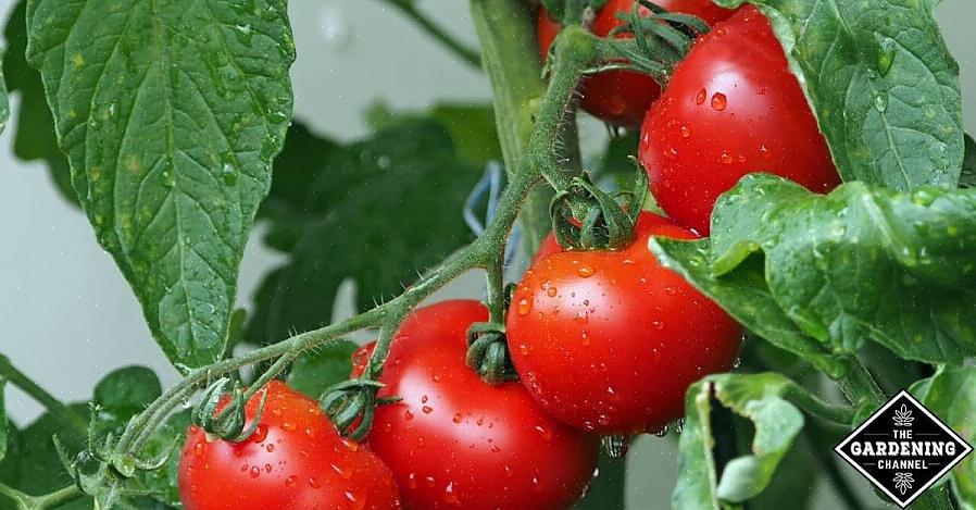 Der spreder tomatplettet visne-virus