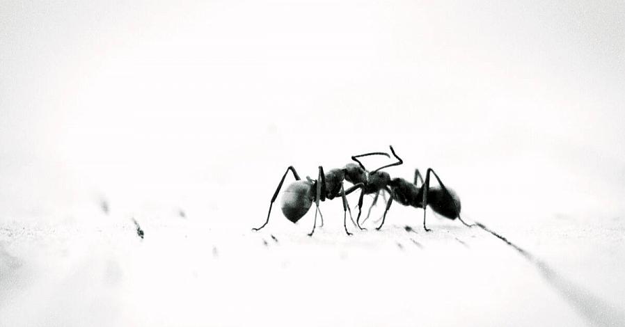 Skrubning med en kommerciel rengøringsmiddel er en god mulighed for at fjerne myreduftstien