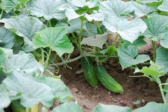 Så det kan gøre hele forskellen at prøve en anden type agurkplante