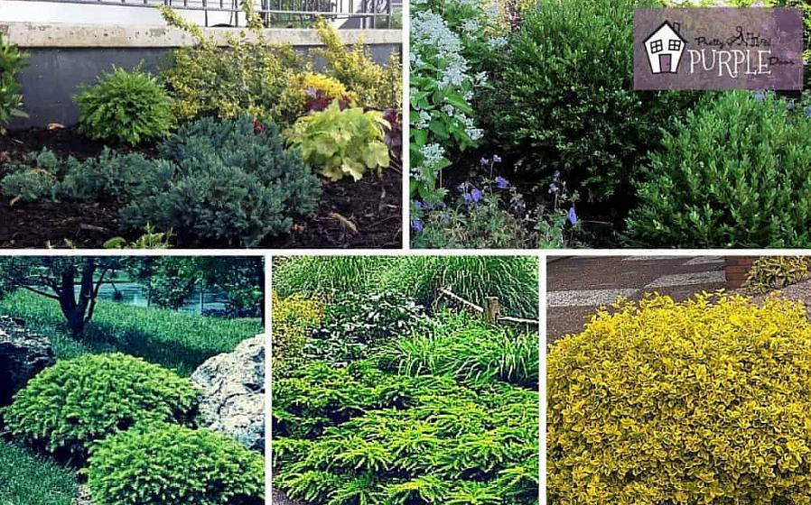 Skal du vælge en plante fra løvfældende eller bredbladede kategorier