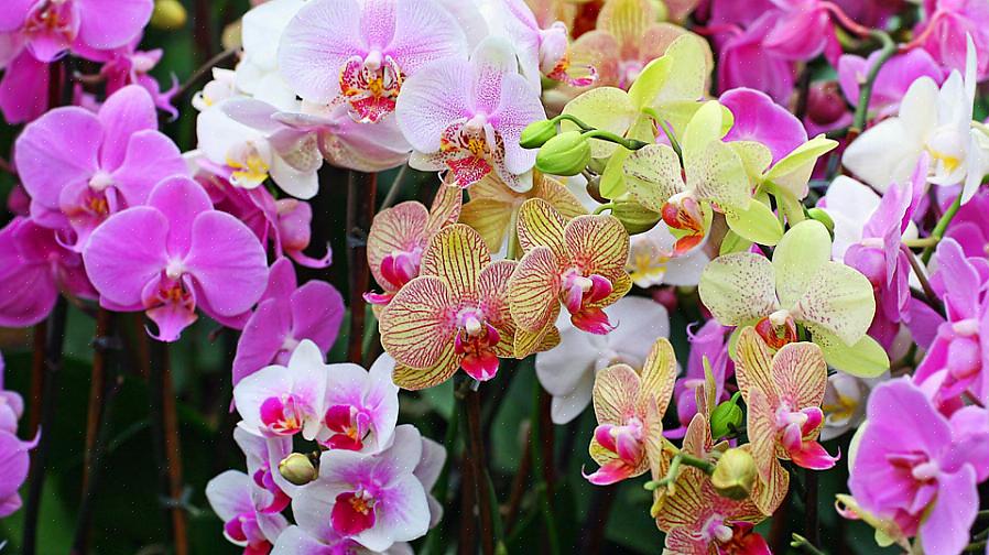 Orkideers lette evne til at skabe nye planter skyldes til dels orkideers højt specialiserede vækstvaner