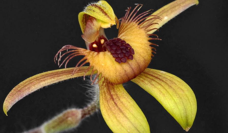 Hvilket gør det muligt at skabe helt nye slægter af orkideer
