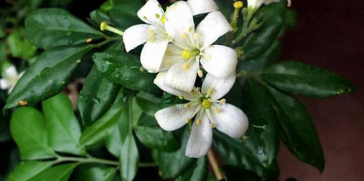 Murraya paniculata eller orange jasmin er en behagelig tropisk plante med en sød lugt
