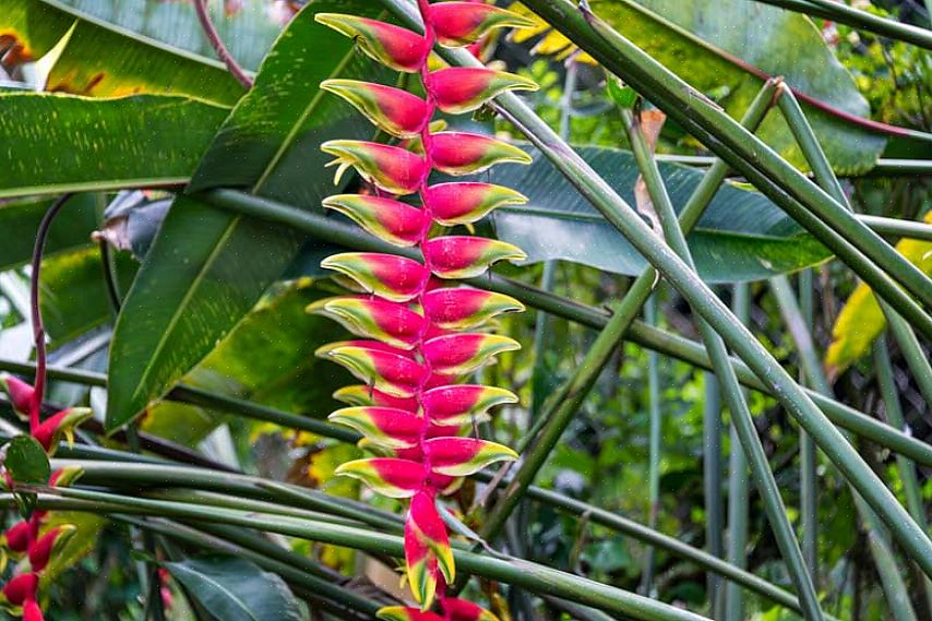Disse planter dyrkes stærkt i tropiske områder
