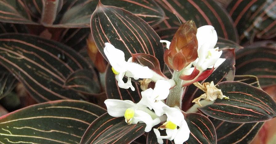 Dejlige farver er disse planter en fantastisk tilføjelse til enhver samling af tropiske orkideer