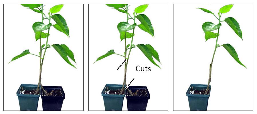 Er tilgangstransplantation en almindelig metode for mange tropiske frugttræer