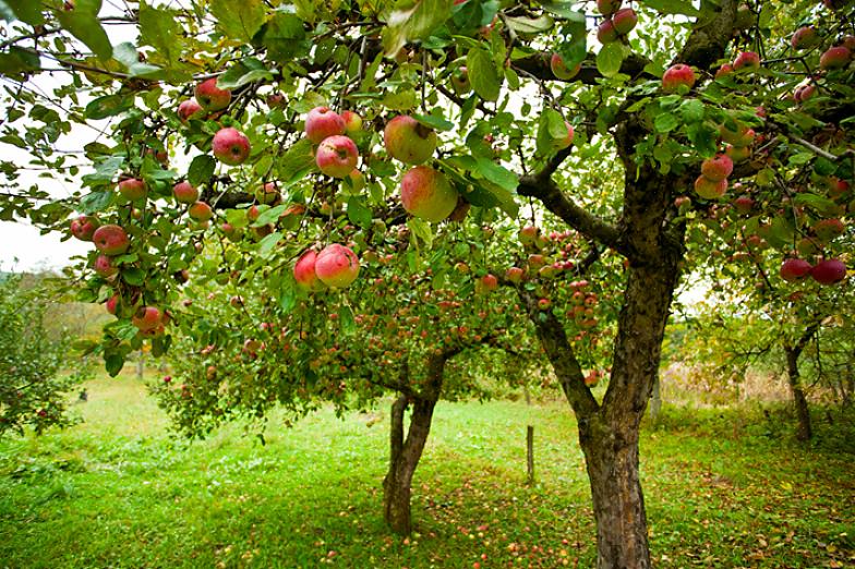 Imidlertid kan nogle frugtsorter sætte frugt med pollen fra samme træ eller med pollen fra samme sort