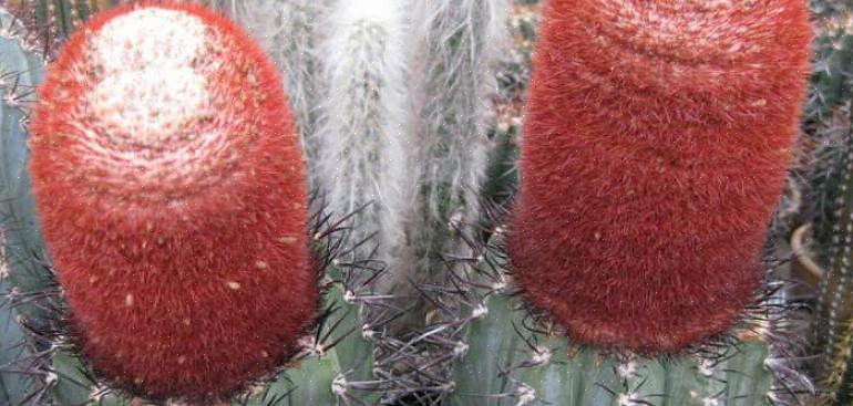 Melocactus er en slægt af særligt æstetisk interessante kaktus