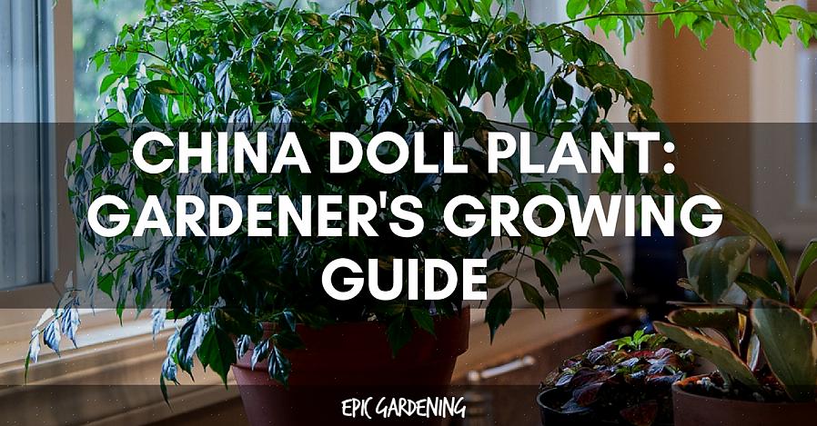 China Doll Plants kræver specifikke vækstbetingelser for at trives indendørs