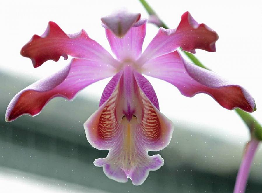 Blomsterne fra Schomburgkia orkideer spænder fra ca