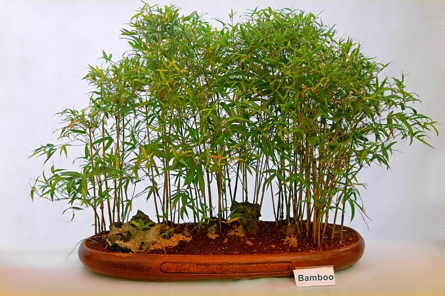 Med hensyn til vækstbetingelser for bambus klarer alle Bambusa-arter sig bedst i stærkt lys til fuld sollys