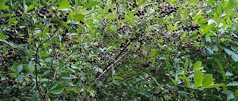 Den sorte chokeberry (Aronia melanocarpa) er en løvfældende busk fra Nordeuropa