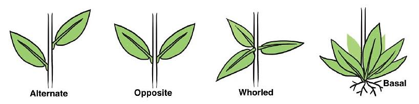 Hvorfor planter vokser basale blade