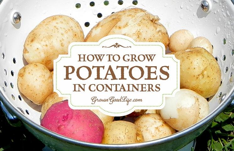 Det er muligt at dyrke kartofler i enhver stor beholder