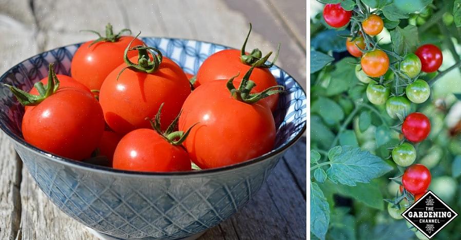 Tomater modnes på eller af vinstokken