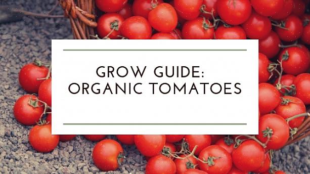 Tomater er generelt en ret let afgrøde