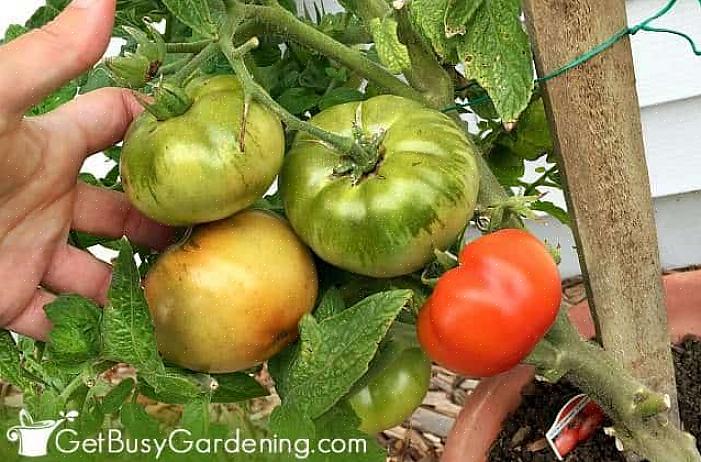 Når stilkenden af en tomat forbliver grøn eller gullig