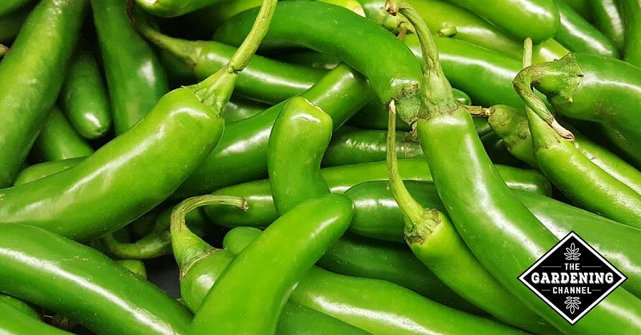 Tips til dyrkning af varm peber