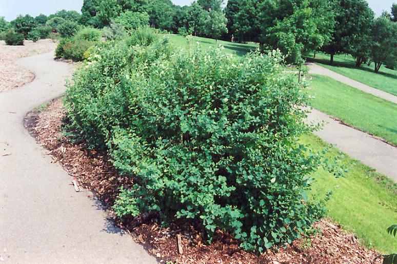 Den almindelige snowberry (Symphoricarpos albus) er en løvfældende busk