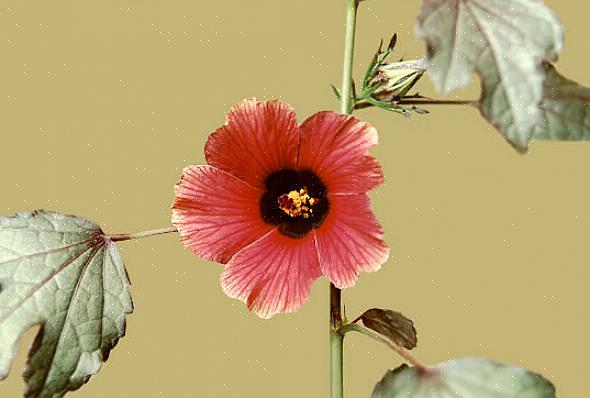 I modsætning til de fleste andre hibiscusplanter er blomsterne tilfældige med Hibiscus acetosella