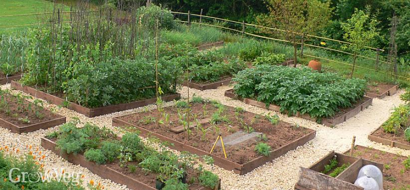 At holde dine grøntsagsplanter sunde er den første nøgle til en langvarig producerende køkkenhave